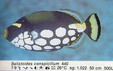 Balistoides conspicillum